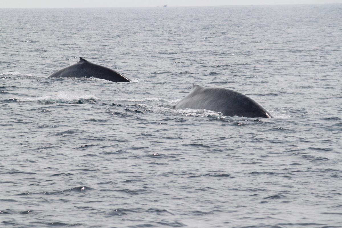 4S7IGG Голубые киты, Велигама, Шри Ланка. Туристические достопримечательности, 4S7IGG Голубые киты, Велигама, Шри Ланка. Туристические достопримечательности,