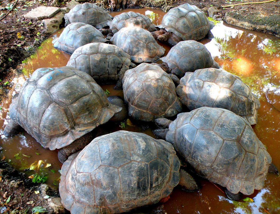 5H1IP Turtles, Zanzibar DX News 5H1IP Turtles, Zanzibar DX News