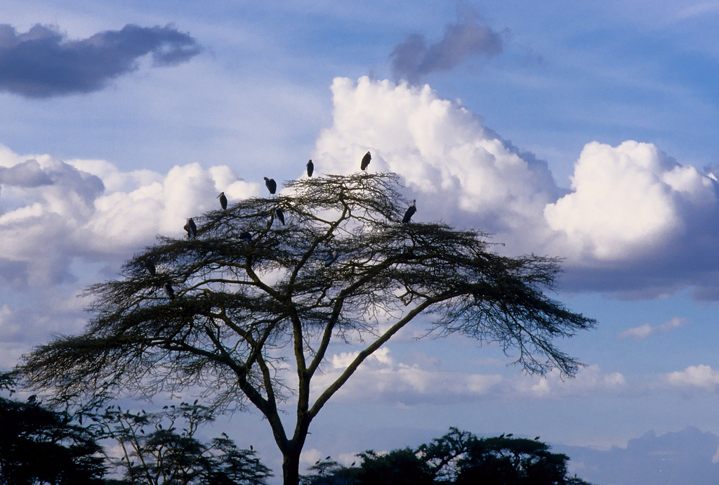 5H3ARC Serentegeti National Park, Tanzania. DX News. 5H3ARC Serentegeti National Park, Tanzania. DX News.