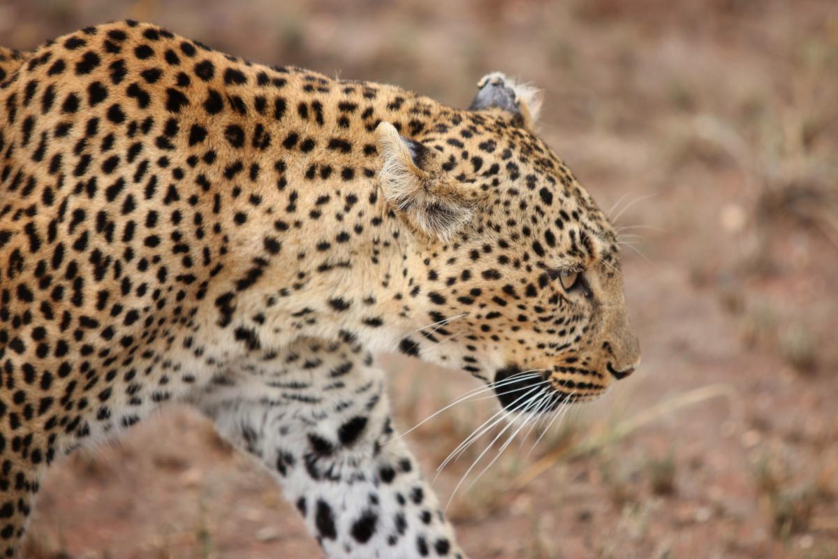 5H3AX Leopard, Serengeti National Park, Tanzania. 5H3AX Leopard, Serengeti National Park, Tanzania.
