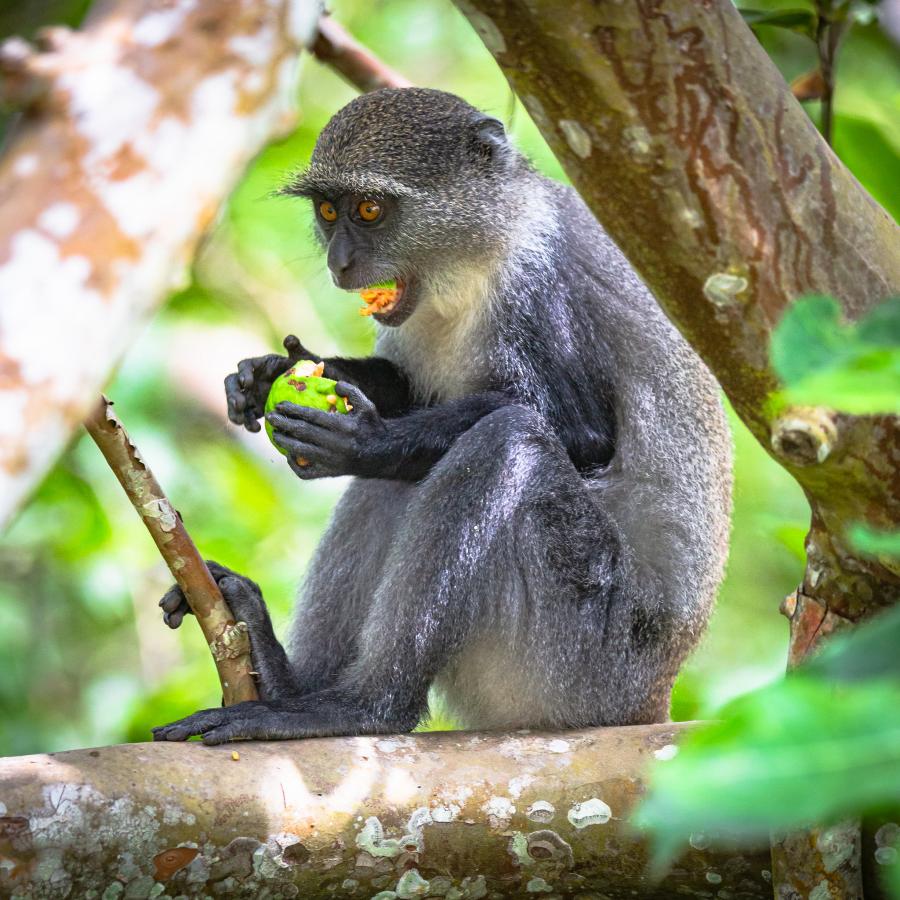 5I3B 5I3W Zanzibar Island Tourist attractions spot