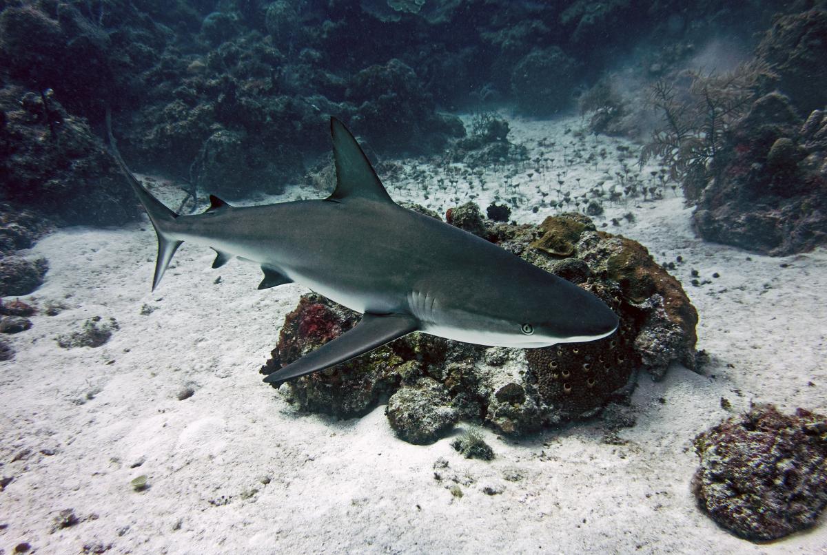 Рифовая акула фото