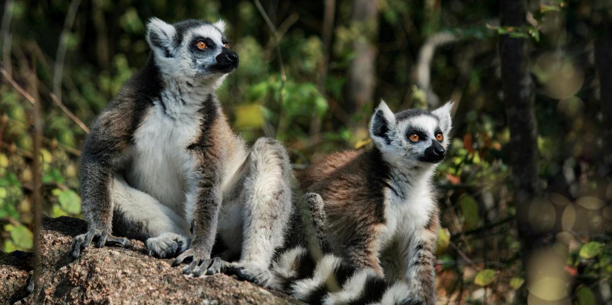 5R8FG Madagascar DX News