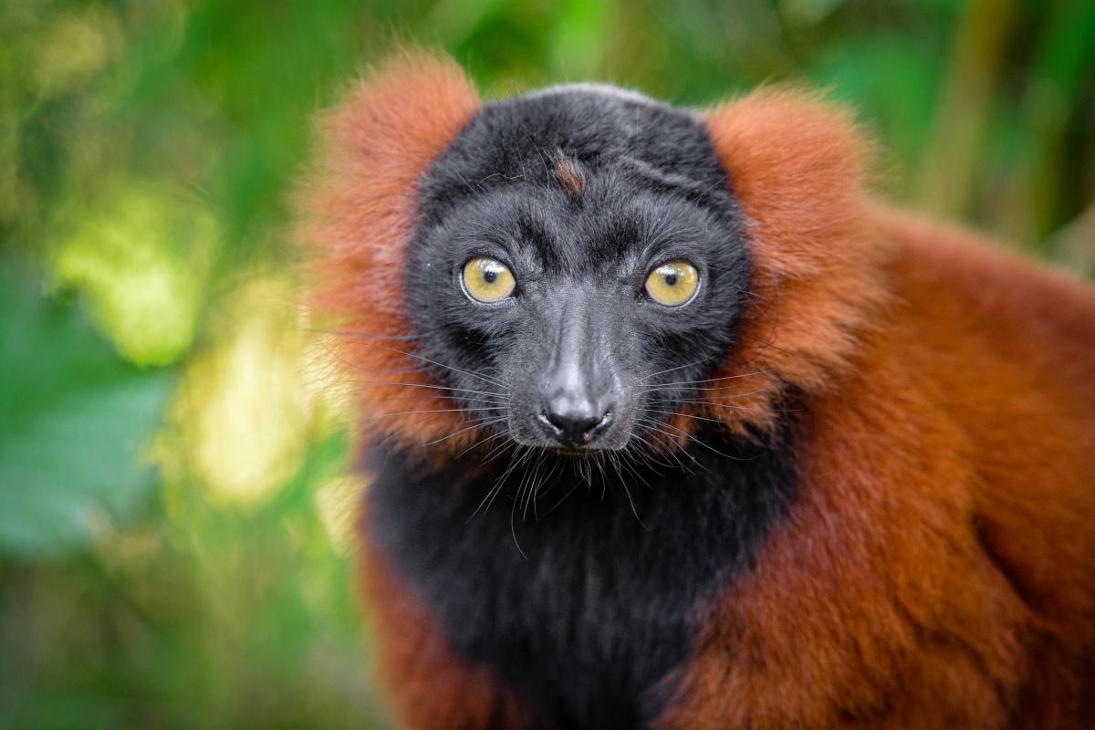 5R8SS Red Ruffled Lemur, Madagascar. Tourist attractions spot