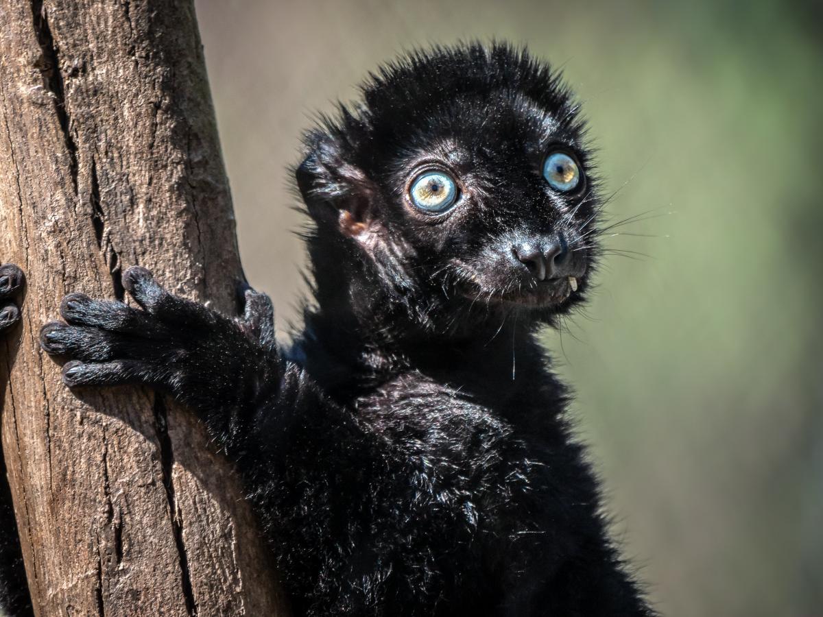 5R8UX Madagascar Snaggle-Toothed Lemur, Madagascar. 5R8UX Madagascar Snaggle-Toothed Lemur, Madagascar.