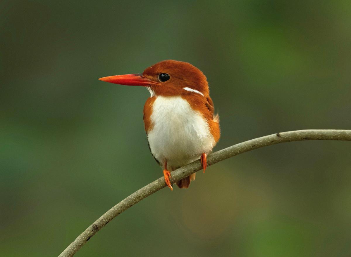 5R8WP 5R8WG 5R8MM 5R8CG Madagascar