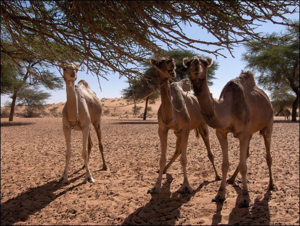 5T3WW Mauritania DX News 5T3WW Mauritania DX News