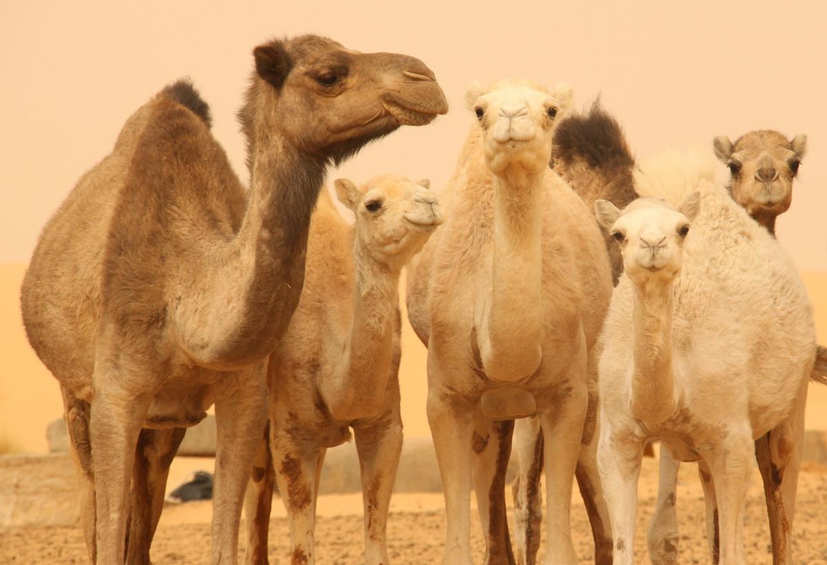 5T3WW Mauritania Tourist attractions spot 5T3WW Mauritania Tourist attractions spot