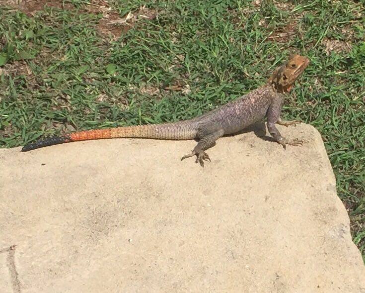 5V7P Того Новости 22 апреля 2017 Незванный гость Фото 2 5V7P Того Новости 22 апреля 2017 Незванный гость Фото 2