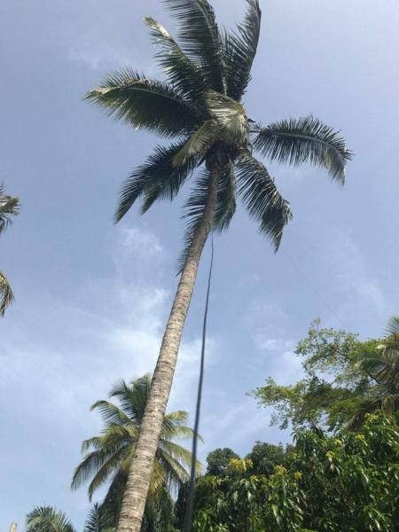 5V7P Togo News 23 April 2017 160m Palm Antenna Image 2 5V7P Togo News 23 April 2017 160m Palm Antenna Image 2