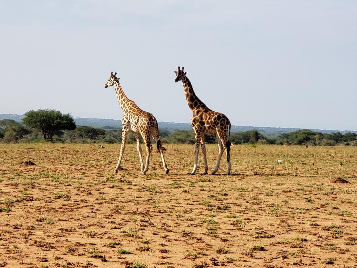 Уганда 5X7W DX Новости 2019 Уганда 5X7W DX Новости 2019