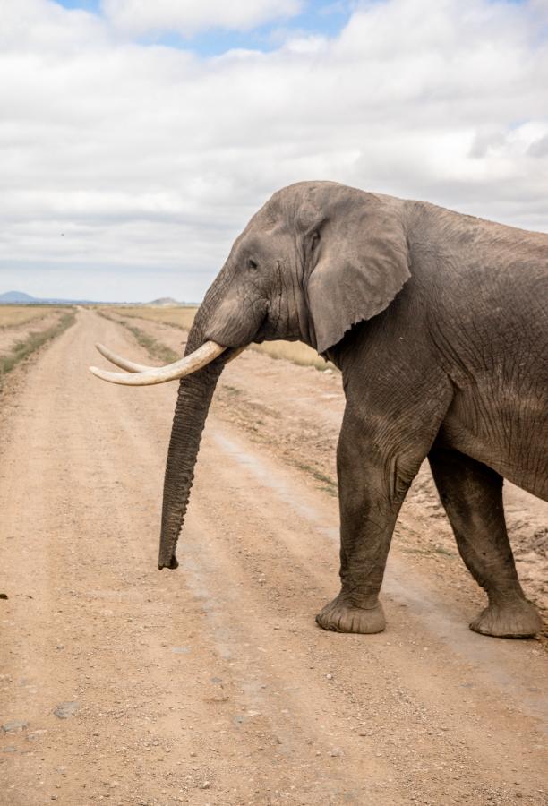 5Z4/G3AB Кения DX Новости 5Z4/G3AB Кения DX Новости