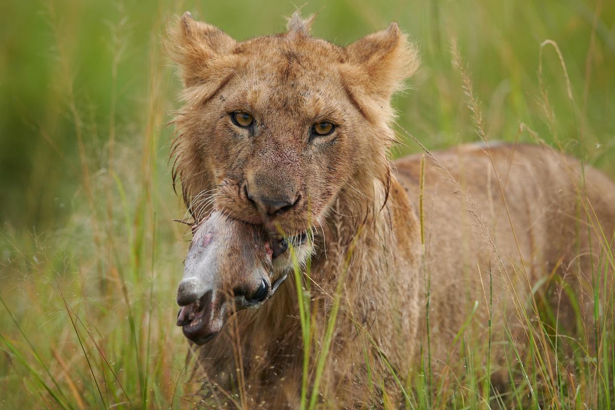5Z4/PA1TS Young lion with its prey, Masai-Mara, Kenya DX News