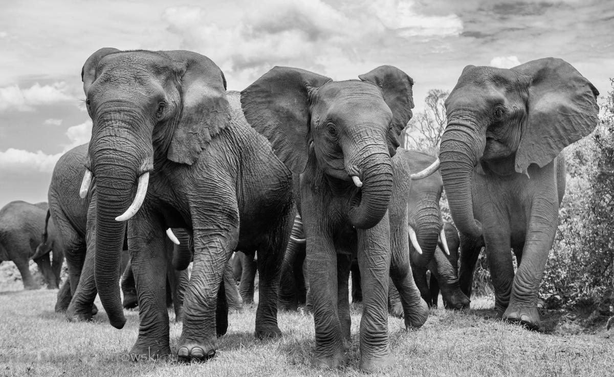 5Z4/PA1TS Elephants, Aberdare National Park, Kenya. Tourist attractions spot