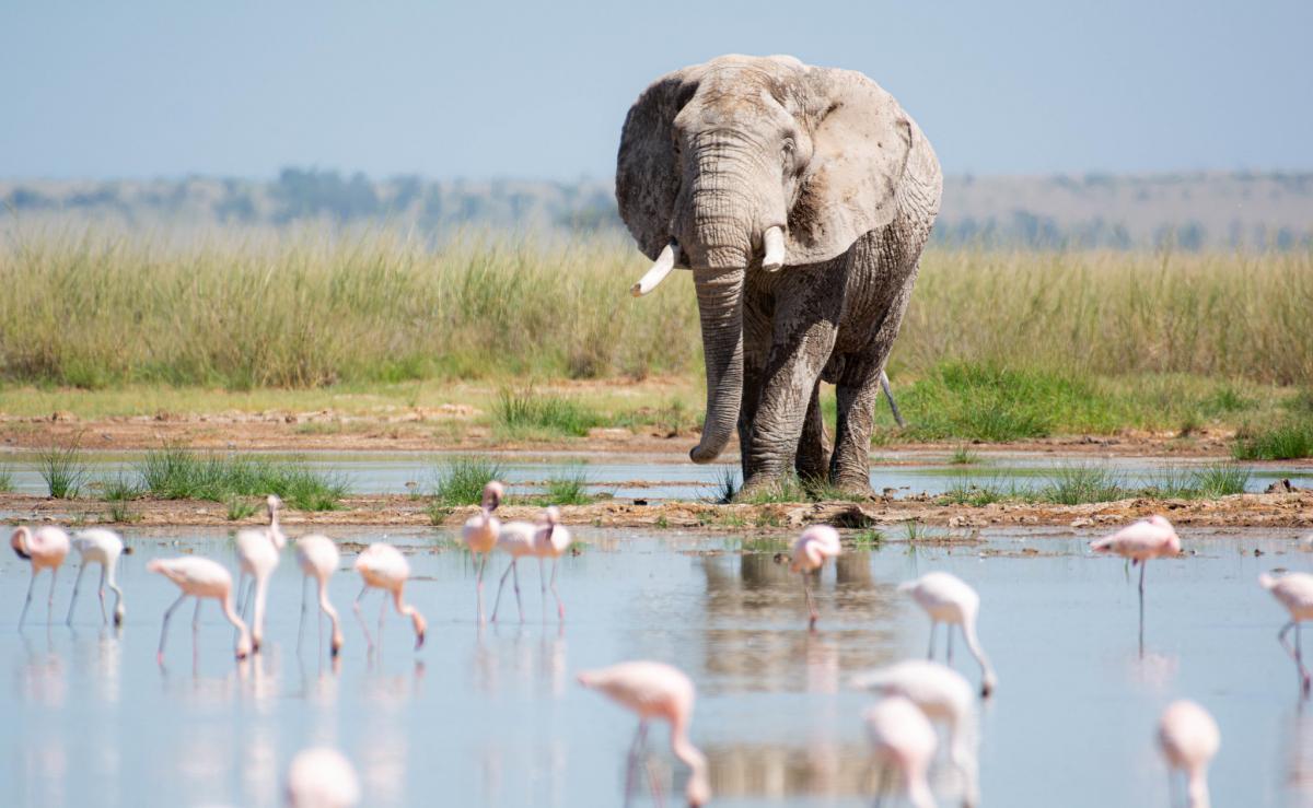 5Z4J Национальный парк Амбосели, Кения DX Новости 5Z4J Национальный парк Амбосели, Кения DX Новости