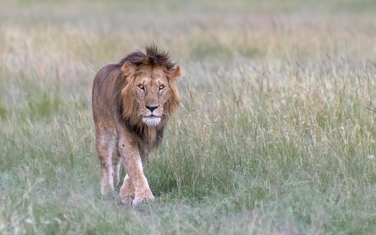 5Z4J Лев, Национальный парк Масаи Мара, Кения. Туристические достопримечательности. 5Z4J Лев, Национальный парк Масаи Мара, Кения. Туристические достопримечательности.