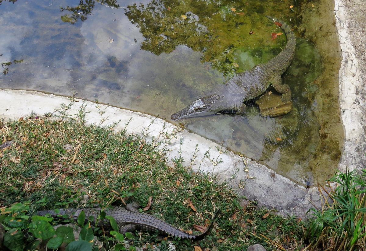 5Z4ZC Крокодилы в парке, Найроби, Кения. DX Новости.