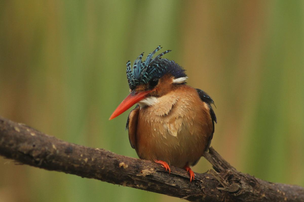 6W7PCT Зимородок, Сенегал DX Новости 6W7PCT Зимородок, Сенегал DX Новости