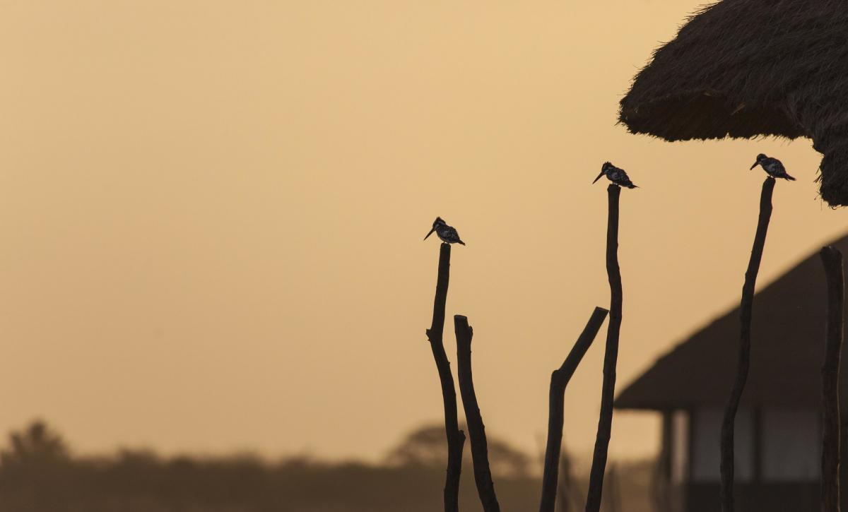 6W7PCT Зимородки, Палмарен, Сенегал. Туристические достопримечательности 6W7PCT Зимородки, Палмарен, Сенегал. Туристические достопримечательности