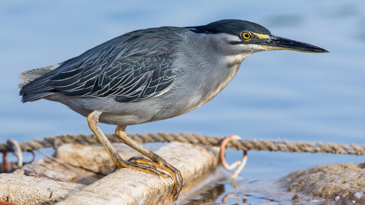 6W/IK5BSC Heron, La Somone, Senegal. DX News