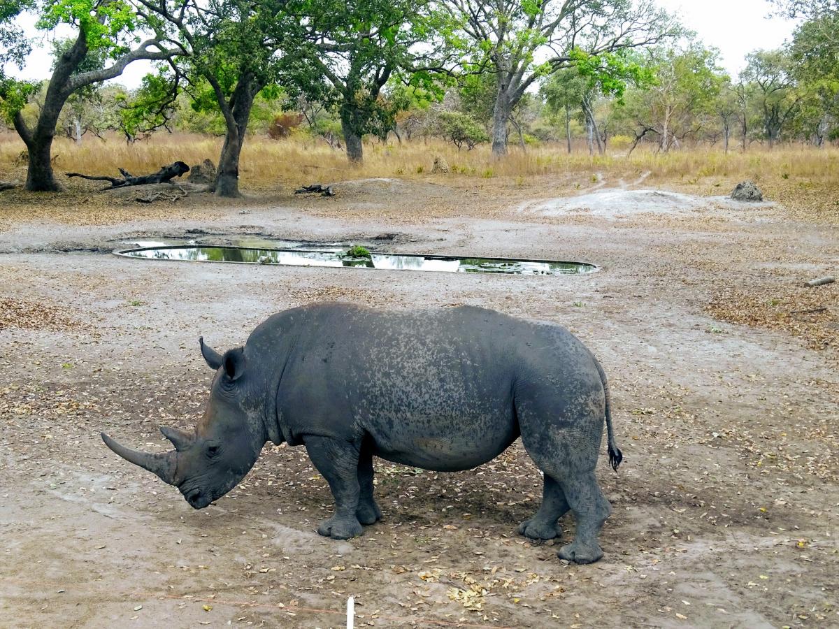 6W/IK5BSC Rhino, Fathala Lodge, Senegal. Tourist attractions spot