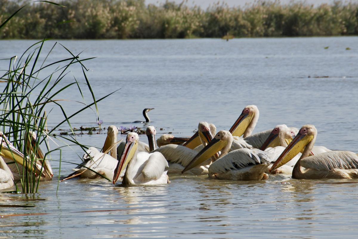 6W/ON4AZP Senegal DX News 6W/ON4AZP Senegal DX News