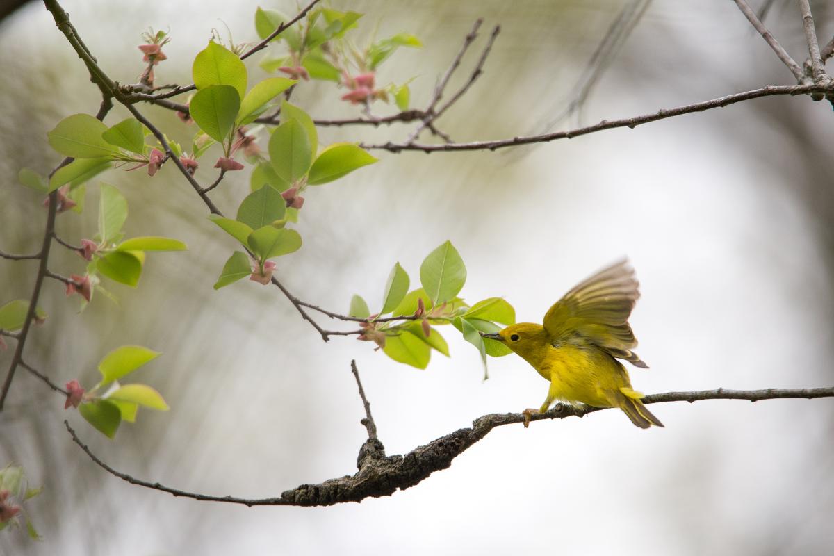 6Y3Y Jamaica DX News 6Y3Y Jamaica DX News