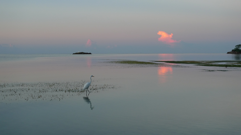 6Y5IDX Jamaica DX News 6Y5IDX Jamaica DX News