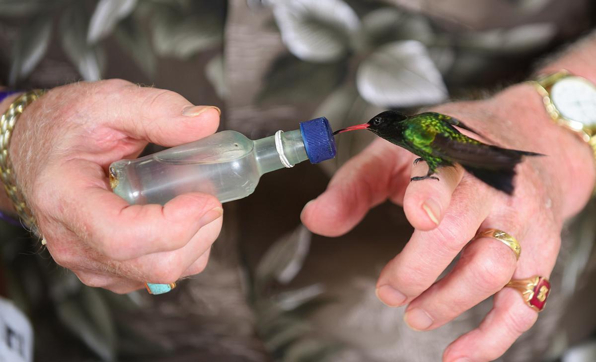 6Y5KB Комфорт, Сент Джеймс, Ямайка. 6Y5KB Комфорт, Сент Джеймс, Ямайка.