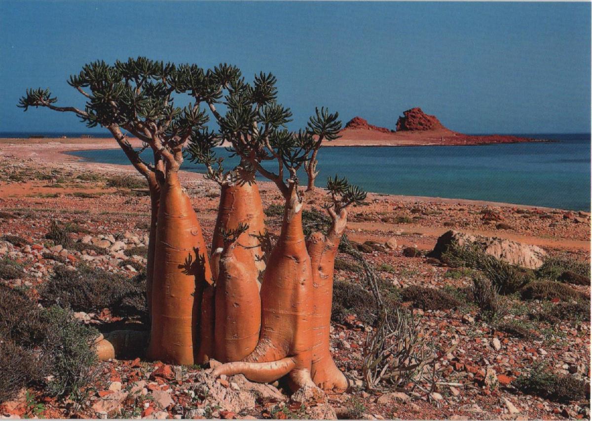 Сомали архипелаг. Архипелаг Сокотра. Архипелаг Сокотра Йемен. Socotra Island индийский океан. Природа острова Сокотра.