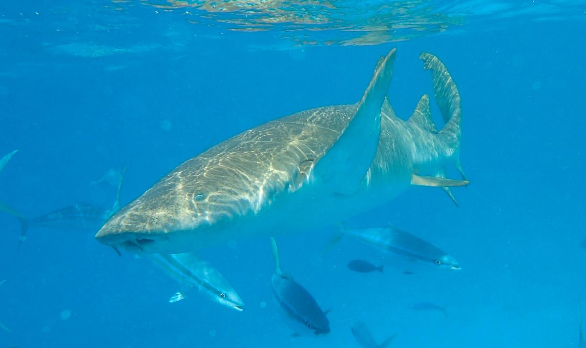 8Q7AG Nurse Sharks, Maldive Islands DX News 8Q7AG Nurse Sharks, Maldive Islands DX News