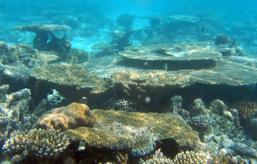 8Q7GB Nika Island, Maldives DX News