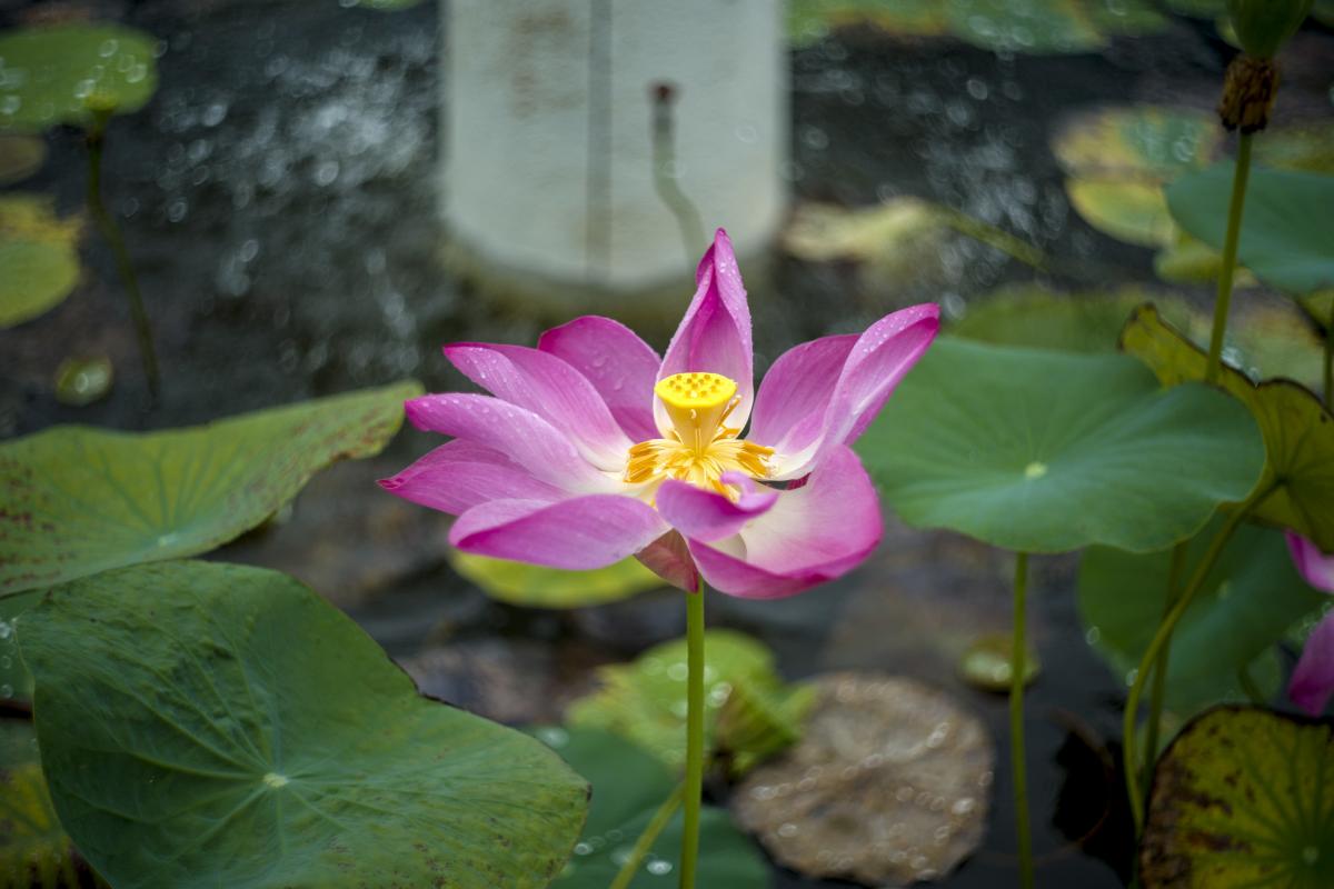 8Q7JT Мальдивские острова DX Новости 8Q7JT Мальдивские острова DX Новости