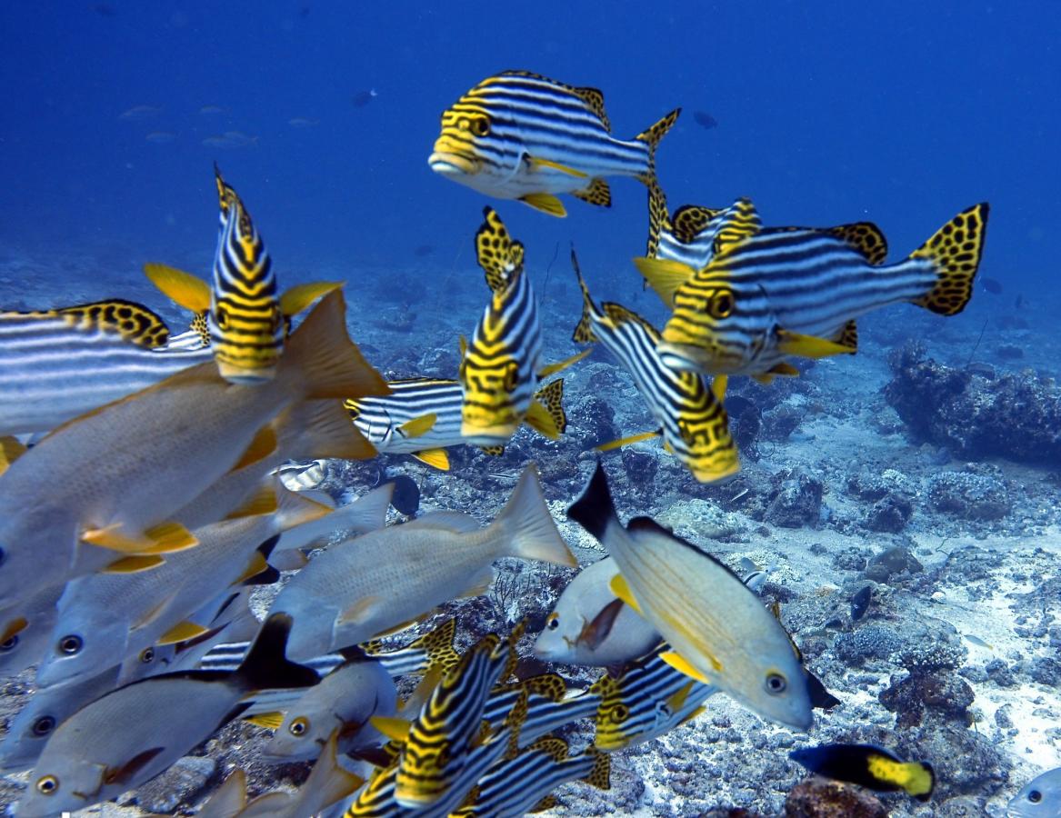 8Q7QR Male, Maldives DX News 8Q7QR Male, Maldives DX News