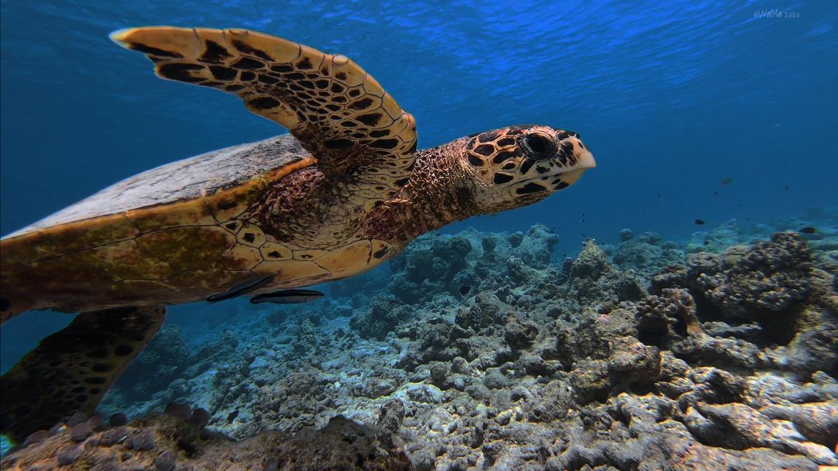 8Q7VR Maldives Tourist attractions spot 8Q7VR Maldives Tourist attractions spot