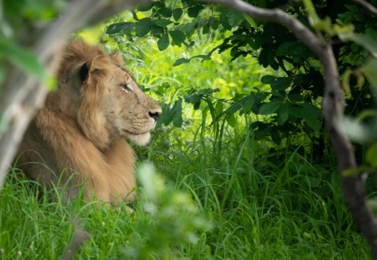 9J2MYT Лев, Замбия Туристические достопримечательности 9J2MYT Лев, Замбия Туристические достопримечательности