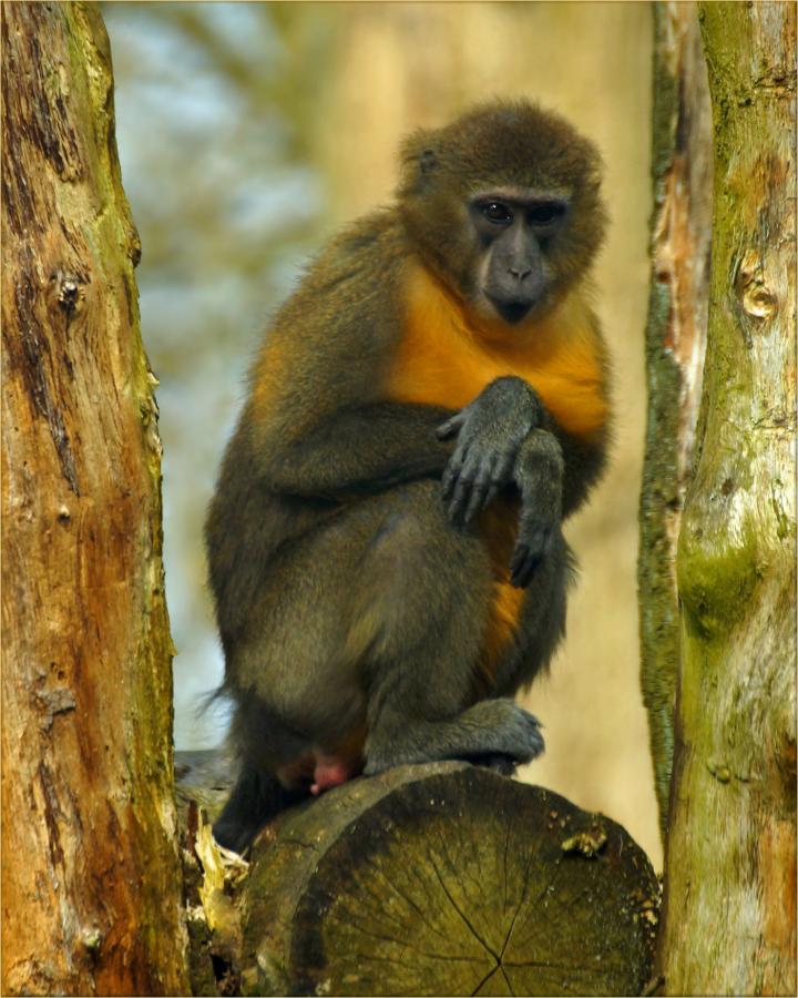 9Q1AA 9Q1ZZ Golden-bellied mangabey, Democratic Republic of the Congo