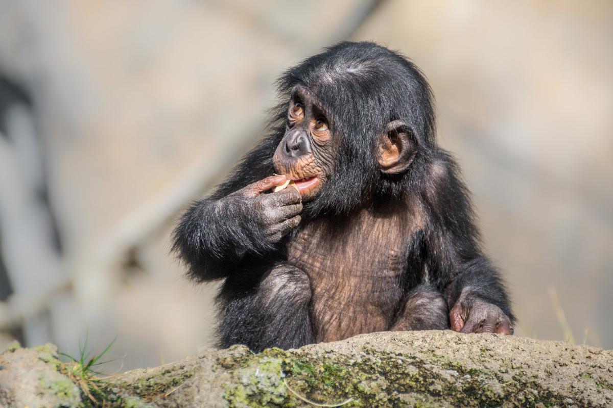 9T0MD Democratic Republic of Congo