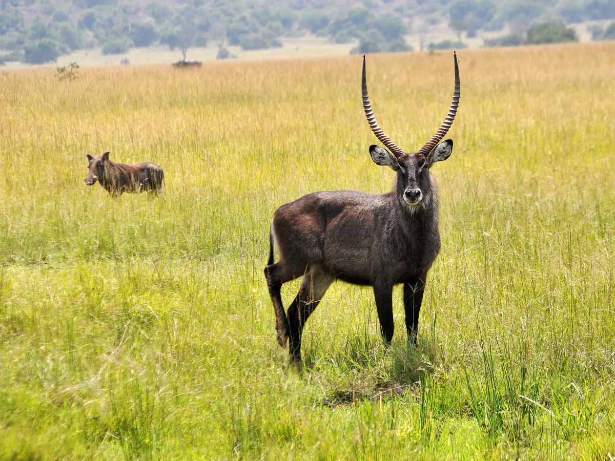 Руанда 9X0TA DX Новости Национальный парк Акагера