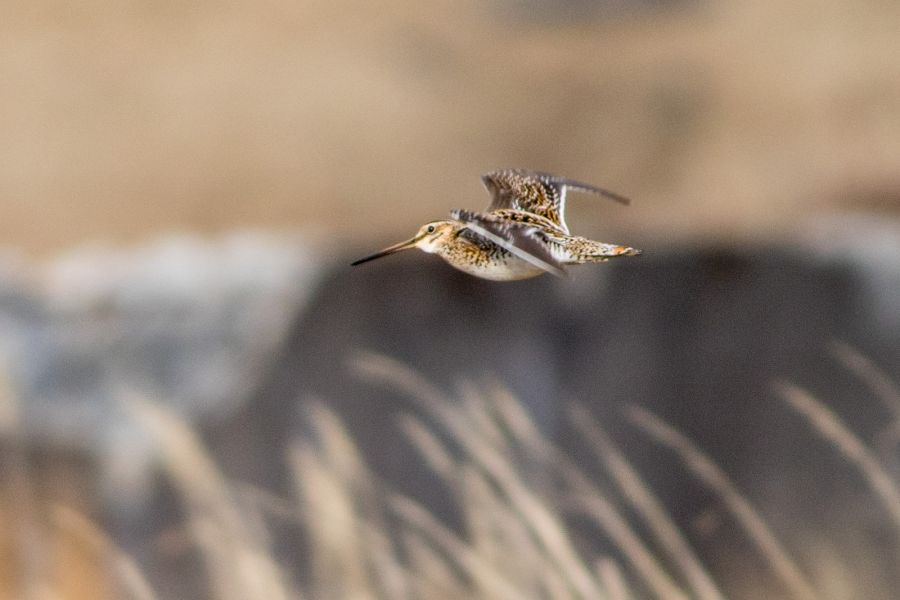 Adak Island Alaska KG4FJC/KL7 Tourist attractions spot Common Snipe. Adak Island Alaska KG4FJC/KL7 Tourist attractions spot Common Snipe.