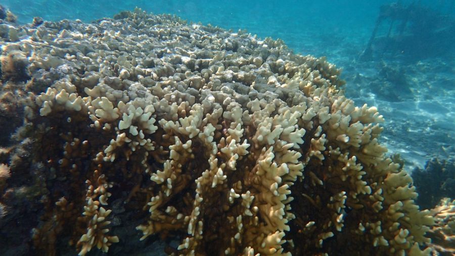 Aitutaki Island Underwater 