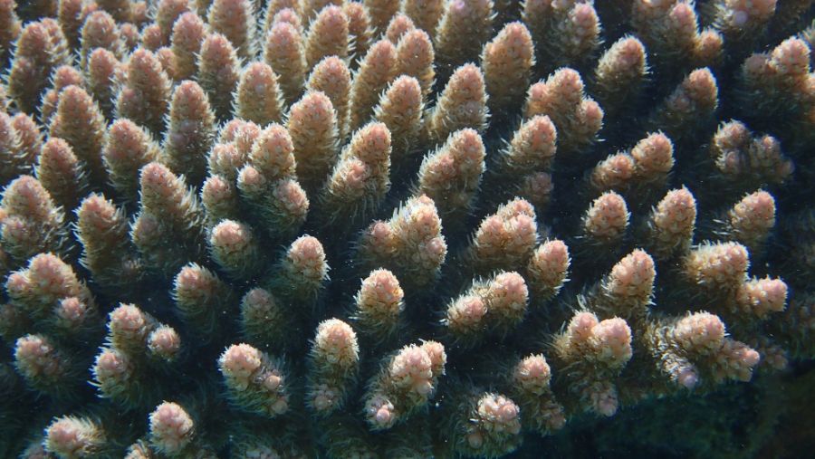 Aitutaki Island Cook Islands Picture 10