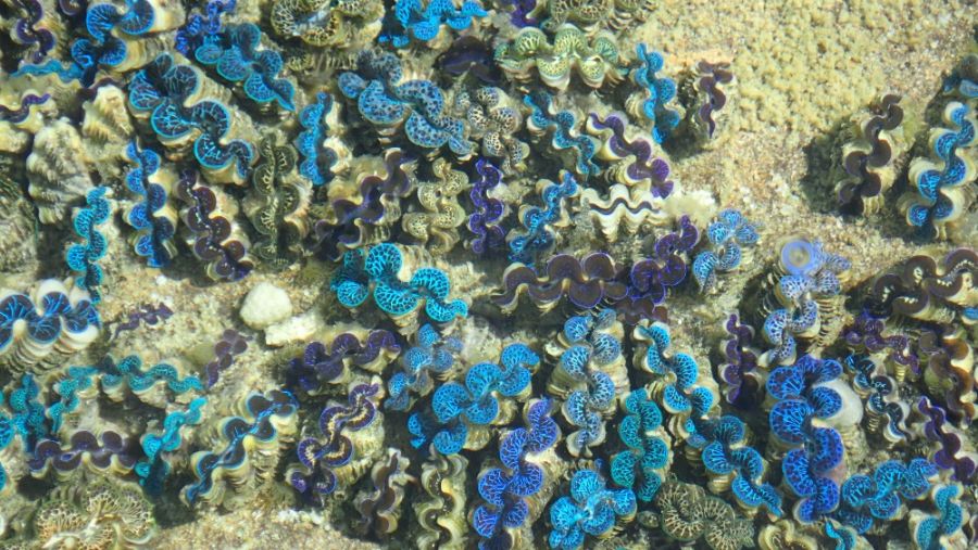 Aitutaki Island Cook Islands Lovely underwater view