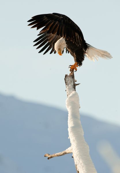 Аляска KL7RA NN1N/NL1 Туристические достопримечательности Аляска KL7RA NN1N/NL1 Туристические достопримечательности