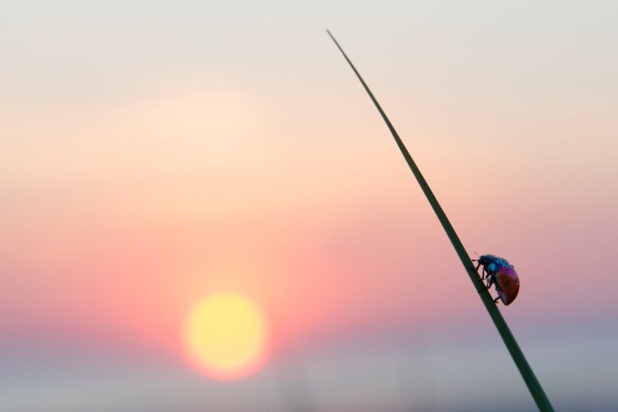 Остров Амрум DG5LAC  Остров Амрум DG5LAC