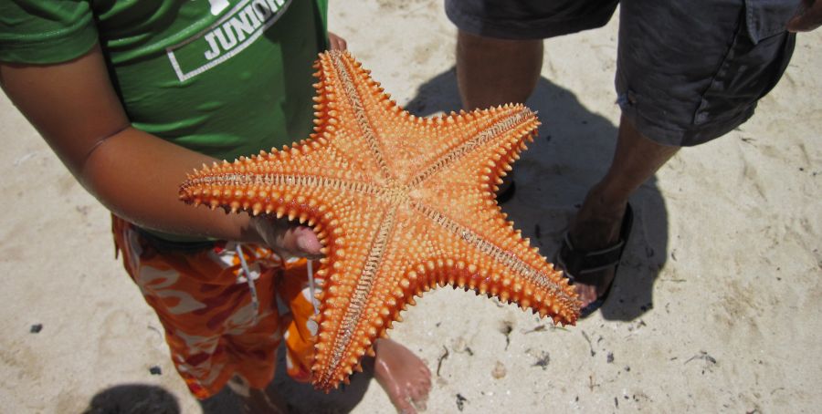 Остров Антигуа V29RW Туристические достопримечательности  Остров Антигуа V29RW Туристические достопримечательности