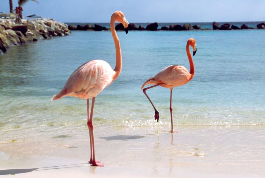 Aruba P40ER Tourist attractions spot Aruba P40ER Tourist attractions spot