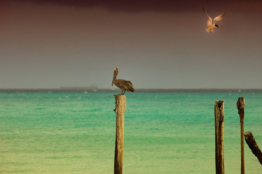 Аруба P40MM  Аруба P40MM