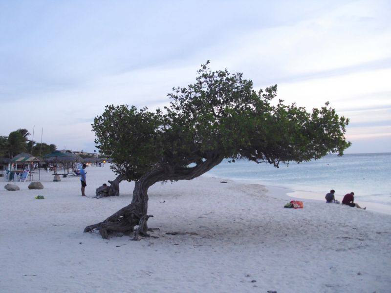 Аруба P40PX DX Новости Аруба P40PX DX Новости