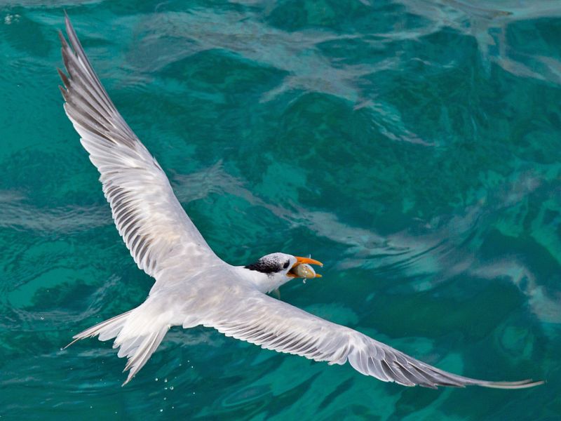 Aruba P40XM Royal Tern. Aruba P40XM Royal Tern.